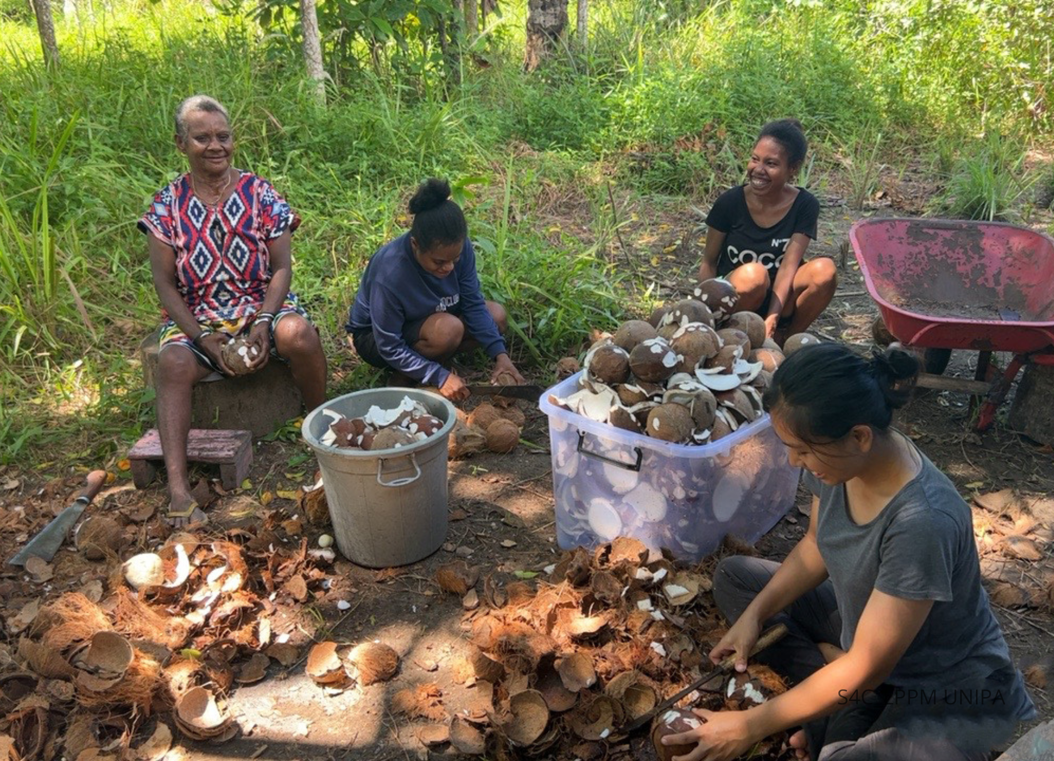 Wau-Weyaf Pengolahan Minyak Kelapa ke-3 (Cincang Kelapa) 2023-07-19
