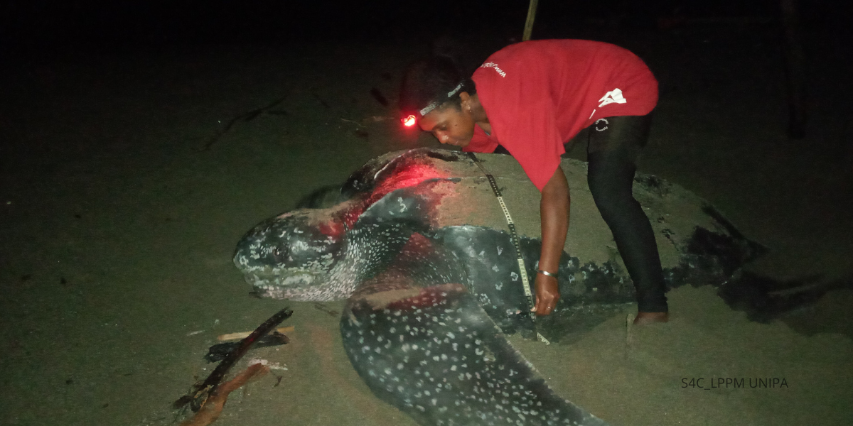 Triwulan 1_111_Foto_PengukuranPenyuOlehTenagaPerlindunganSarang_Pengambil_TonnyDuwiri