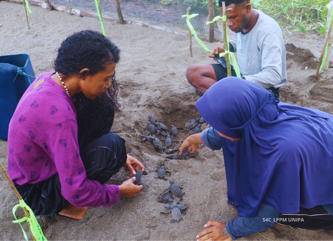 Gali sarang telur penyu