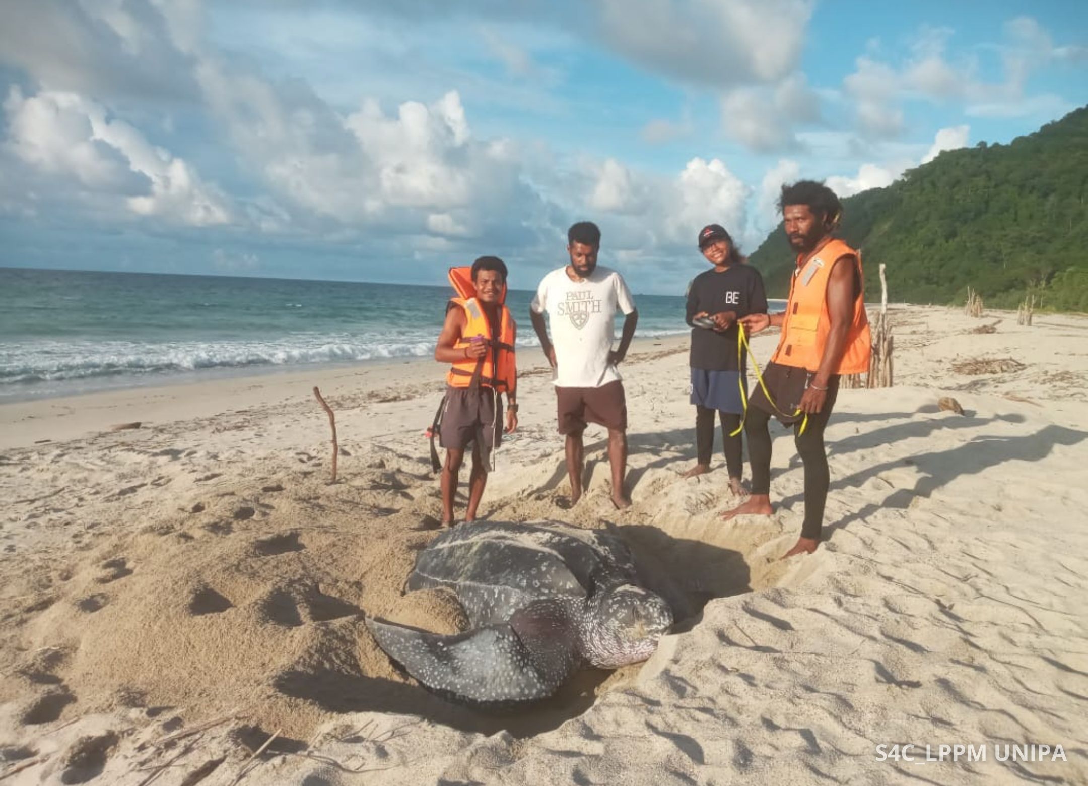 Induk penyu belimbing bertelur