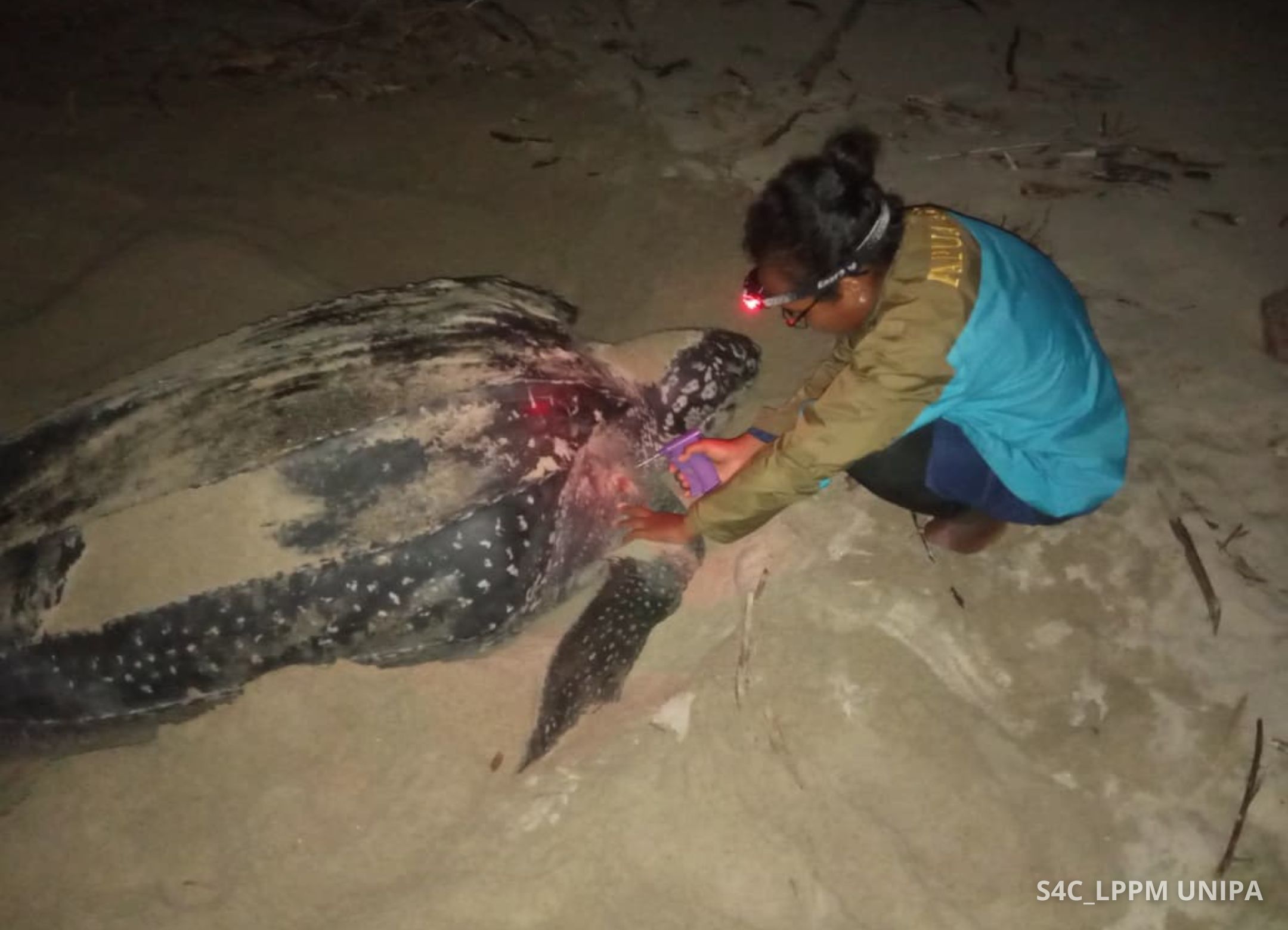 Memasang pit tag pada induk penyu belimbing