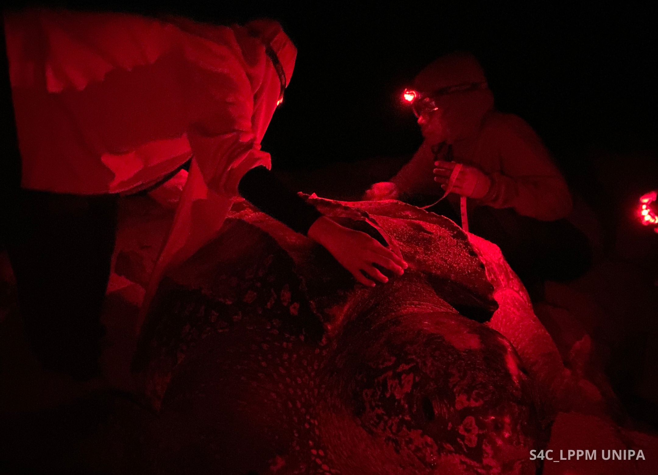 Mengukur panjang penyu belimbing (1)