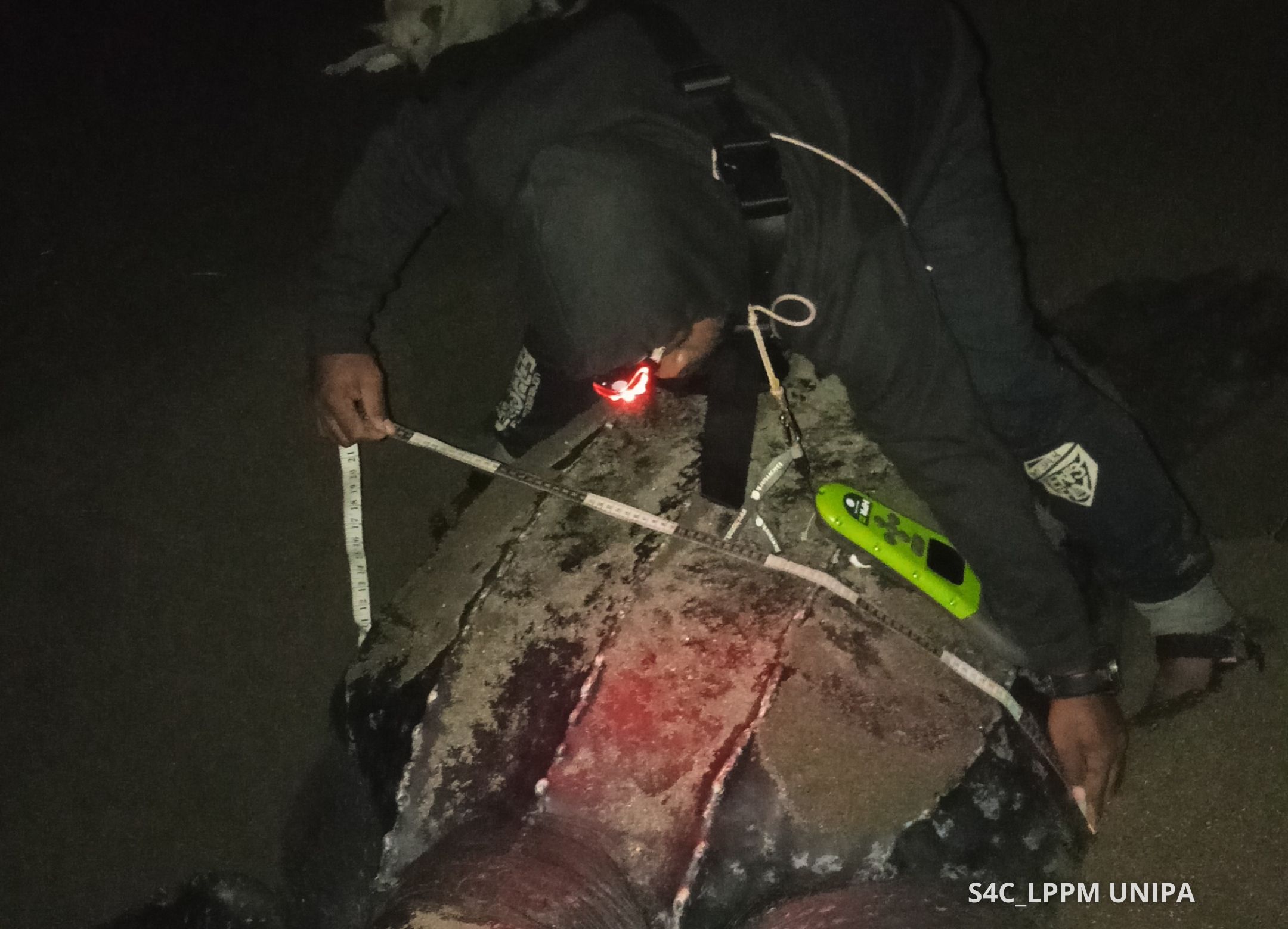 Danyel sedang mengukur kebar karapas