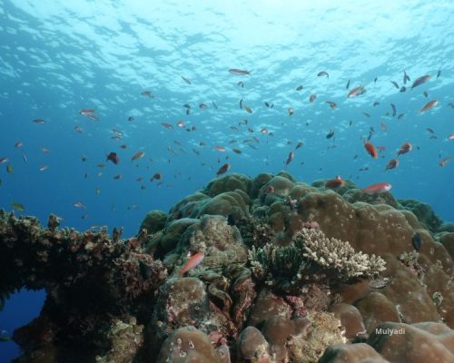 Foto-ikan-ikan-muda-Nursery-ground-800x600