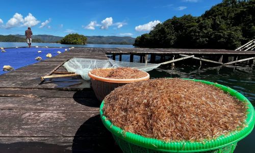 Ebi (udang kering)–salah satu hasil laut Kampung Beo
(Foto: S4C_LPPM UNIPA/Kezia Salosso)