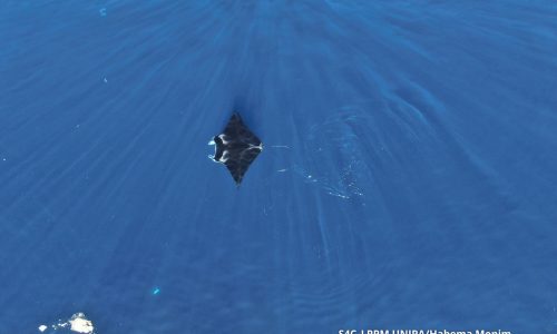 Penampakan pari manta di permukaan di perairan Wayag (Habema Monim_LPPM UNIPA)(1) (2)