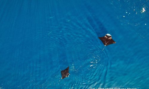 Kemunculan pari manta di permukaan di perairan Wayag
(Foto : S4C_LPPM UNIPA/Habema Monim)